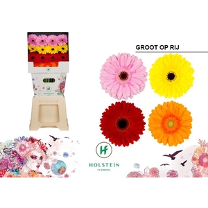 Gerbera Mix op Rij Diamond