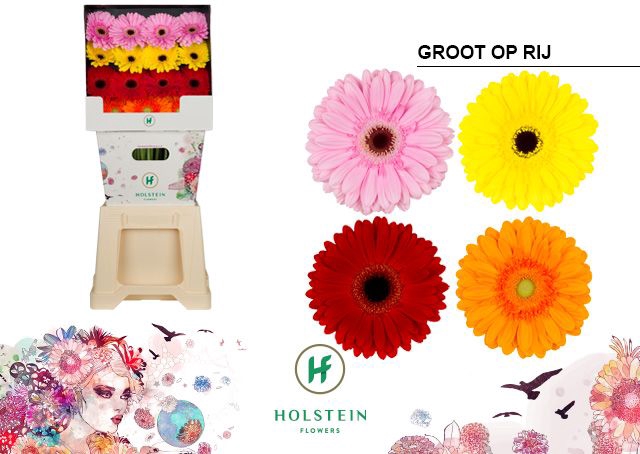 <h4>Gerbera Mix op Rij Diamond</h4>