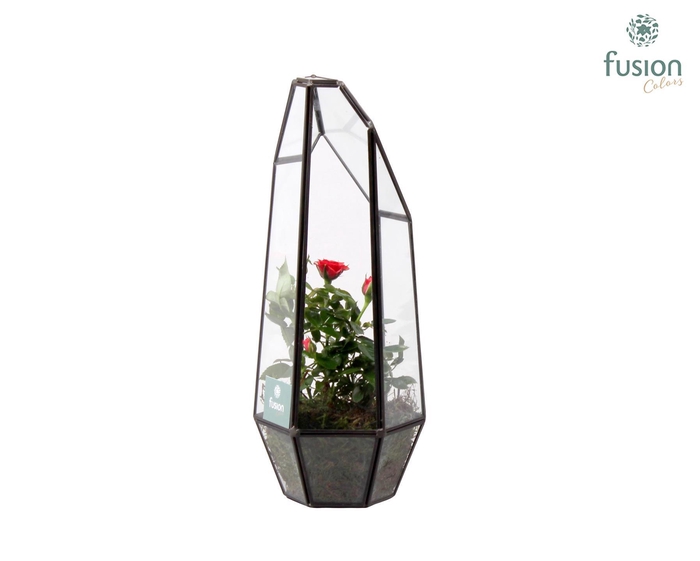 <h4>Metalen Geometrisch Lantaarn met Potroos</h4>