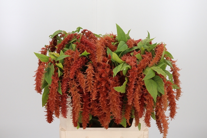 <h4>Amar Ca Brown Spider</h4>