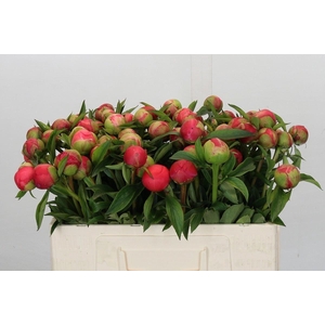 PAEONIA CORAL CHARM PAEONIA CORAL C