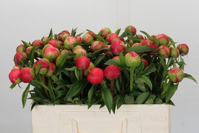 <h4>PAEONIA CORAL CHARM PAEONIA CORAL C</h4>