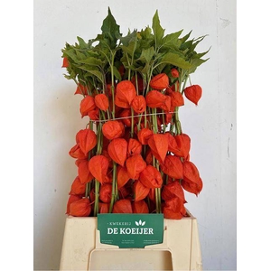 PHYSALIS LAMPION TAK