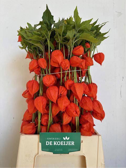 <h4>PHYSALIS LAMPION TAK</h4>