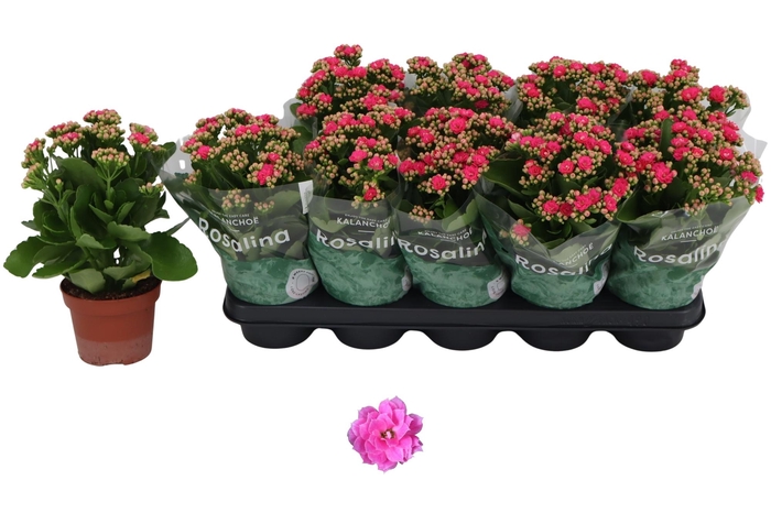 <h4>Kal Ge Nando Pink</h4>