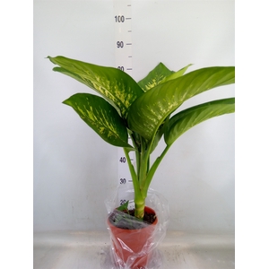 Dieffenbachia seg. 'Tropic Snow'