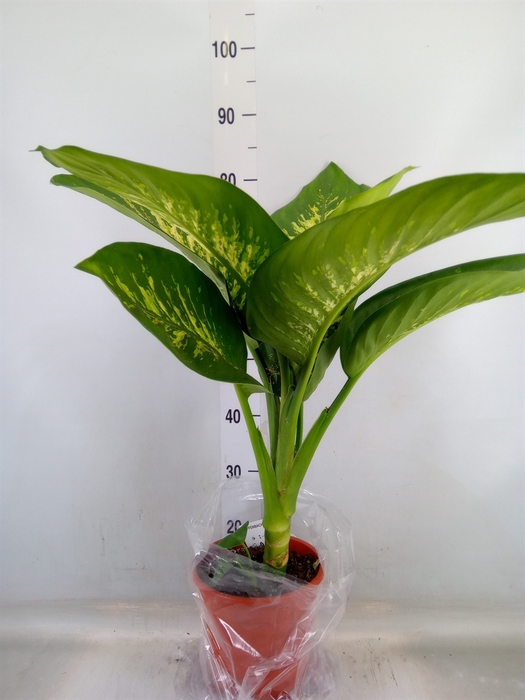 <h4>Dieffenbachia seg. 'Tropic Snow'</h4>