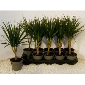 DRA MARGINATA