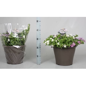 PERKPL GEM IN POT