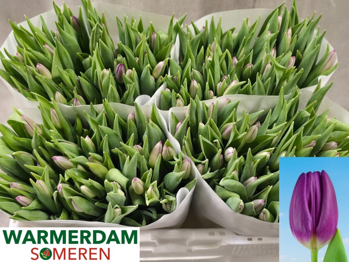 <h4>TU EN PURPLE FLAG</h4>