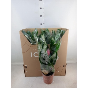 Aechmea fasciata 'Primera'