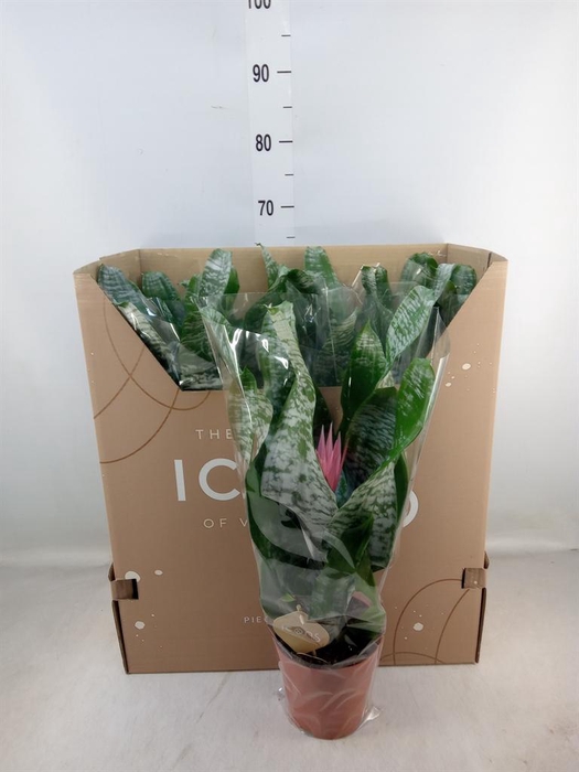 <h4>Aechmea fasciata 'Primera'</h4>