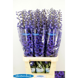 DELPH DU KI FL BLUE