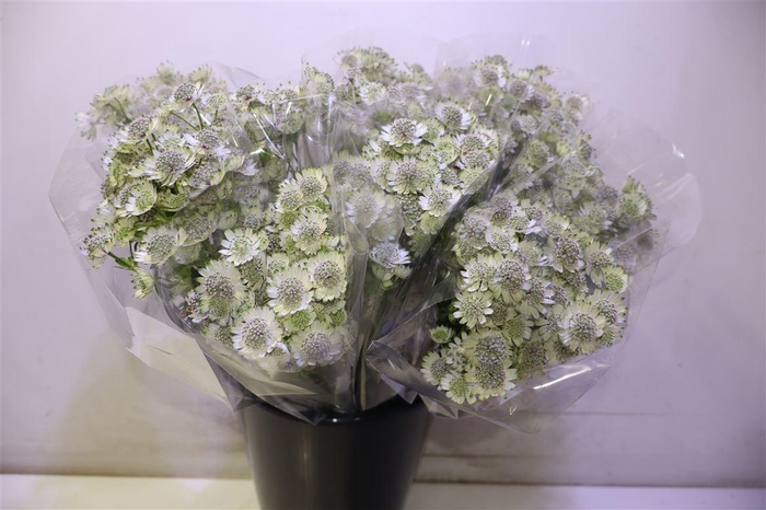 <h4>Astr Billion Sta Xl</h4>