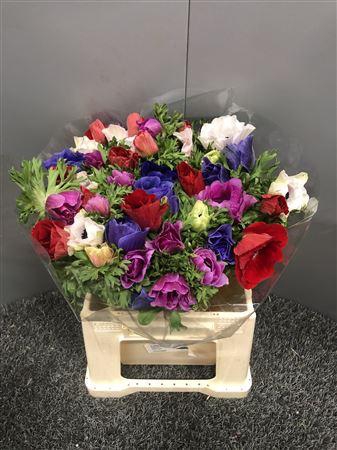 <h4>Anem Rainbow Jaguar</h4>