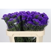 Limonium Sinuatum Lavender Donau