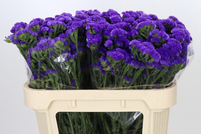 Limonium Sinuatum Lavender Donau