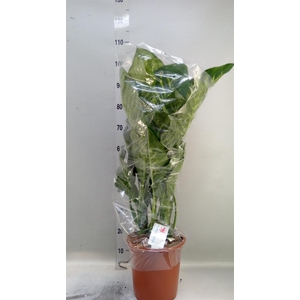 Dieffenbachia seg. 'Tropic Snow'