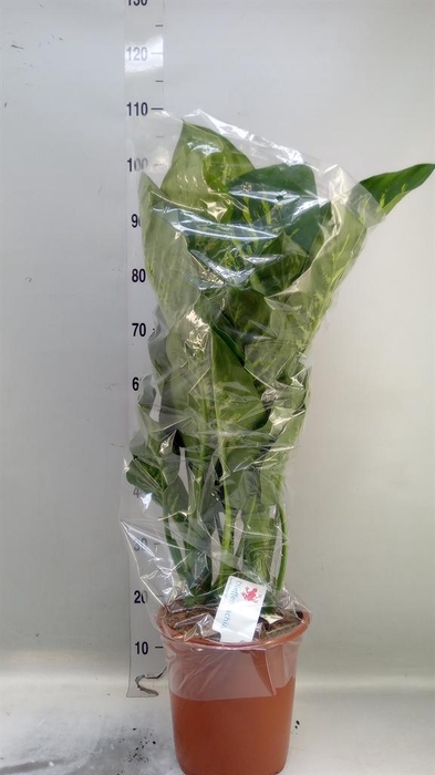 <h4>Dieffenbachia seg. 'Tropic Snow'</h4>