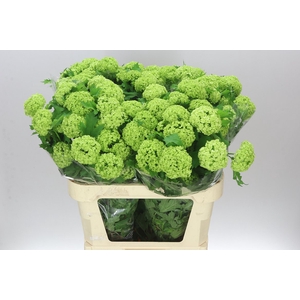 Viburnum Roseum