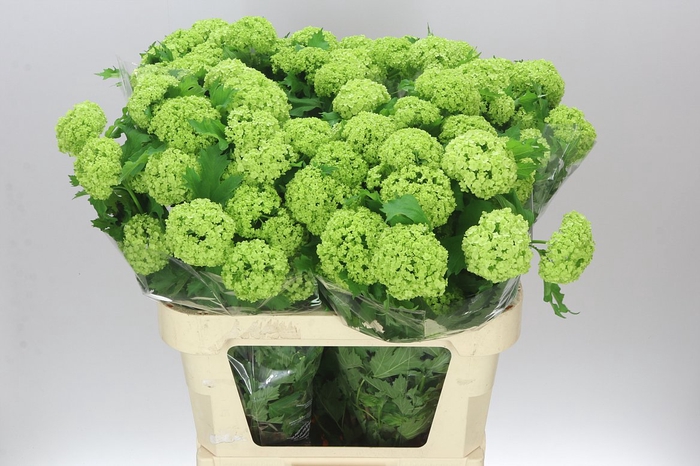 <h4>Viburnum Roseum</h4>