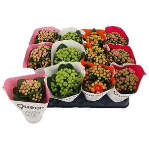 KALAN CALAN QUEEN MIX P6