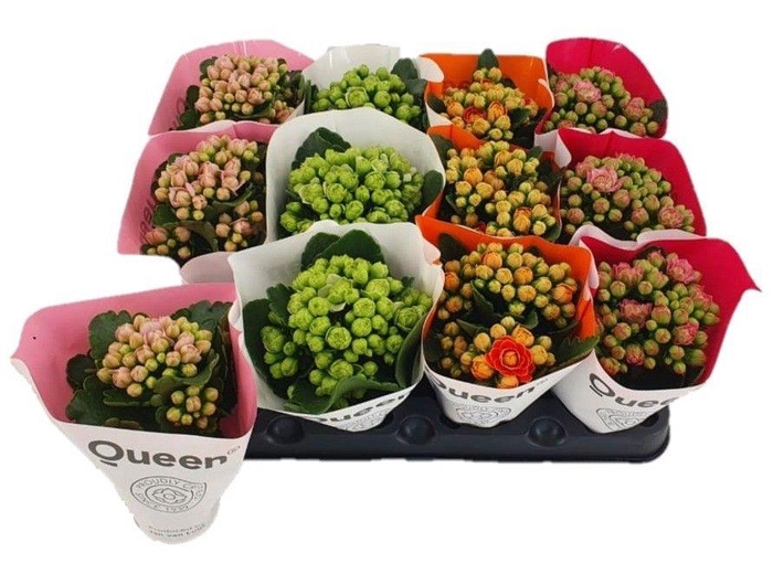 <h4>KALAN CALAN QUEEN MIX DOUBLE P6</h4>