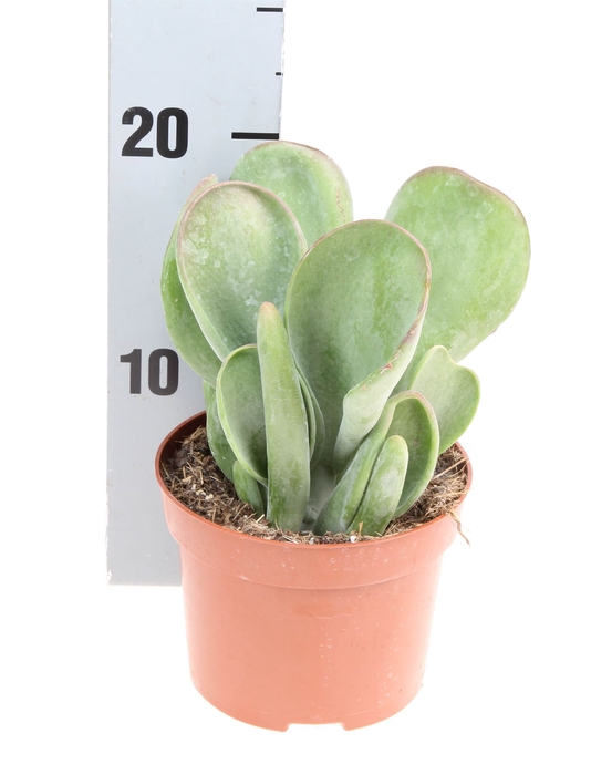 <h4>Kalanchoe NF   ...</h4>