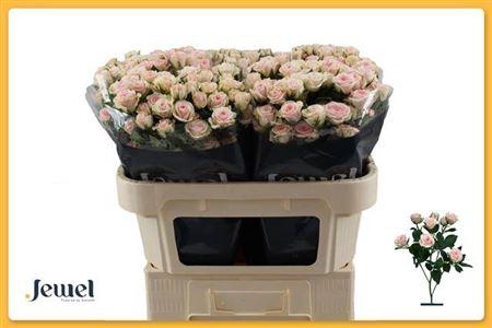 <h4>R Tr Severina</h4>