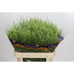 LEPIDIUM GREEN BELL 40GR