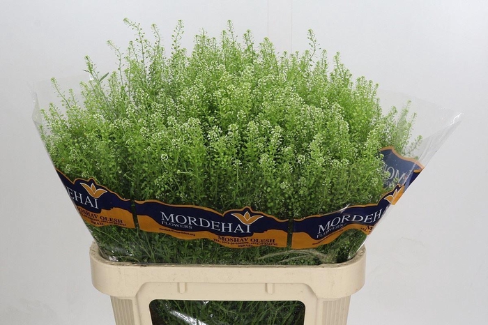 <h4>LEPIDIUM GREEN BELL 40GR</h4>