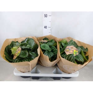 Peperomia argyreia