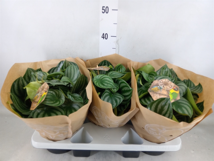 <h4>Peperomia argyreia</h4>