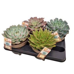 Echeveria Gemengd 4 Srt