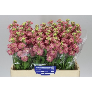 Matthiola Antiqu Rose