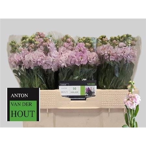 Matth Iron Cherry Bl