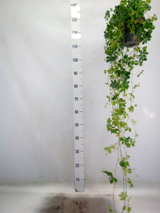 <h4>Parthenocissus  'Sugar Vine'</h4>