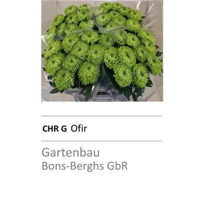 CHR G OFIR