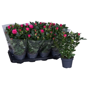 Nolina Roses Ø 13 cm Deep pink Blanco sleeve