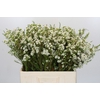 Chamelaucium Dancing Queen White