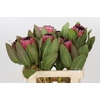 Protea Barbigera Early Mountain Queen
