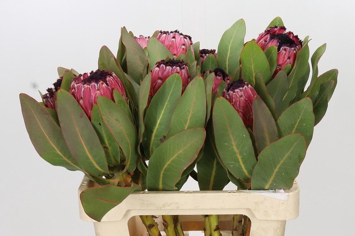 Protea Barbigera Early Mountain Queen
