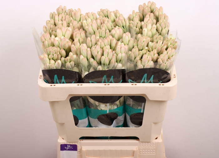 <h4>POLIANT TU ELVY IVOR</h4>