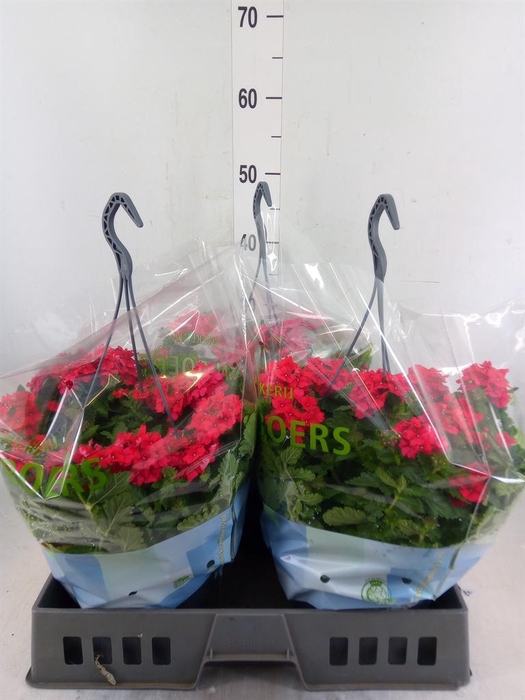 <h4>Verbena   ...</h4>