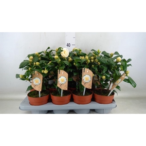 Camellia japonica 'Brushfield Yell'