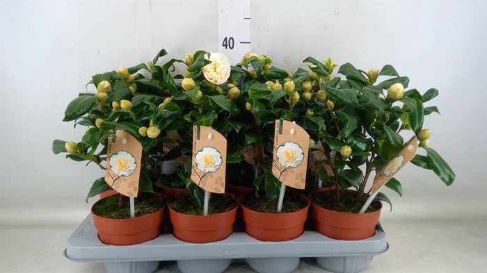 <h4>Camellia japonica 'Brushfield Yell'</h4>