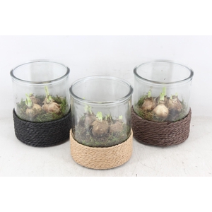 arr4 Narcis PL - Cilin. breed touw x3