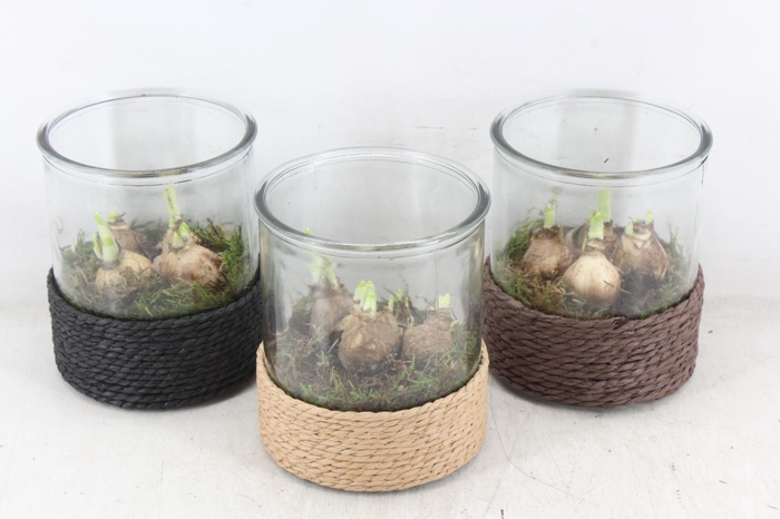 <h4>arr4 Narcis PL - Cilin. breed touw x3</h4>