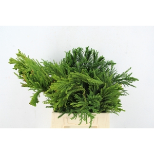 CRYPTOMERIA CRISTATA PER BUNCH