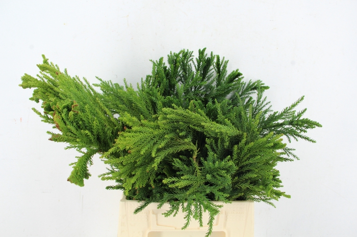 <h4>CRYPTOMERIA CRISTATA PER BUNCH</h4>